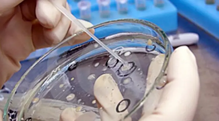 Rediseñan microbio para combatir bacteria