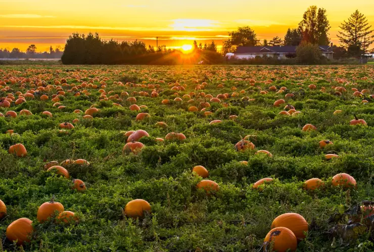 Festival de la Calabaza y el Otoño 2024