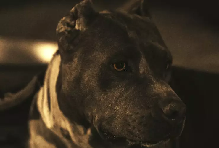 Estudiante pierde la vida tras brutal ataque de 3 pitbulls que cuidaba