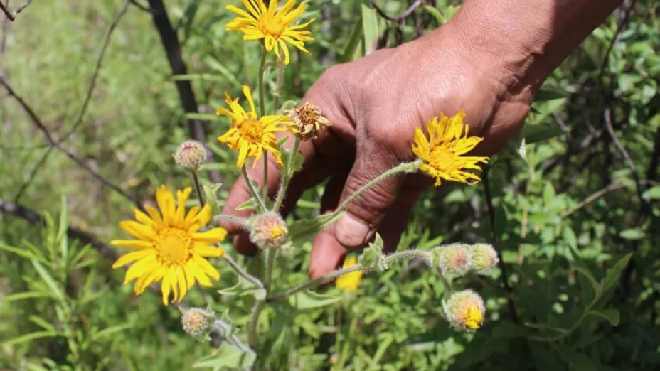 arnica_conafor cdmx.jpg
