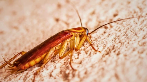 ¿Por qué la ola de calor atrae a las cucarachas a tu hogar y cómo eliminarlas?.jpg