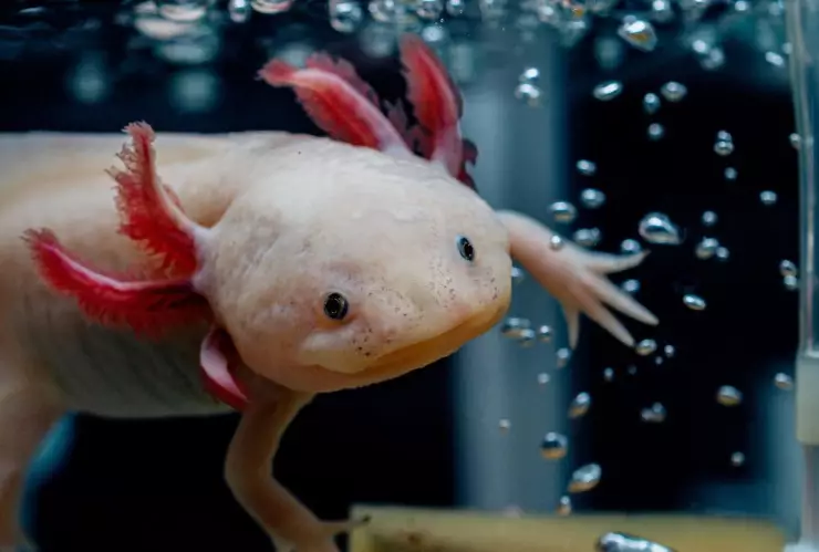 Cómo adoptar un ajolote en la CDMX