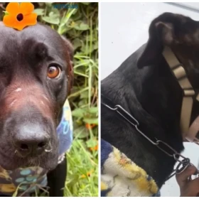 Abandonan a perro en CDMX tras no tener espacio en casa de sus dueños.