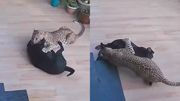 Perro pelea contra un leopardo y salva a su dueña; video.jpg
