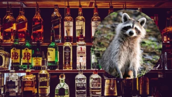 Viral Un mapache es encontrado borracho en el interior de una licorería.png