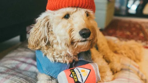 pelo-perro-ropa-cómo-quitar