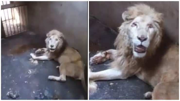 Muere león blanco en zoológico de Culiacán, Sinaloa