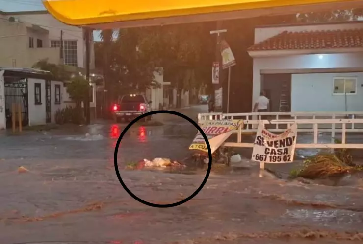 Muere perrito tras fuertes lluvias en Culiacán, Sinaloa hoy 19 de agosto de 2024. . (1).jpg