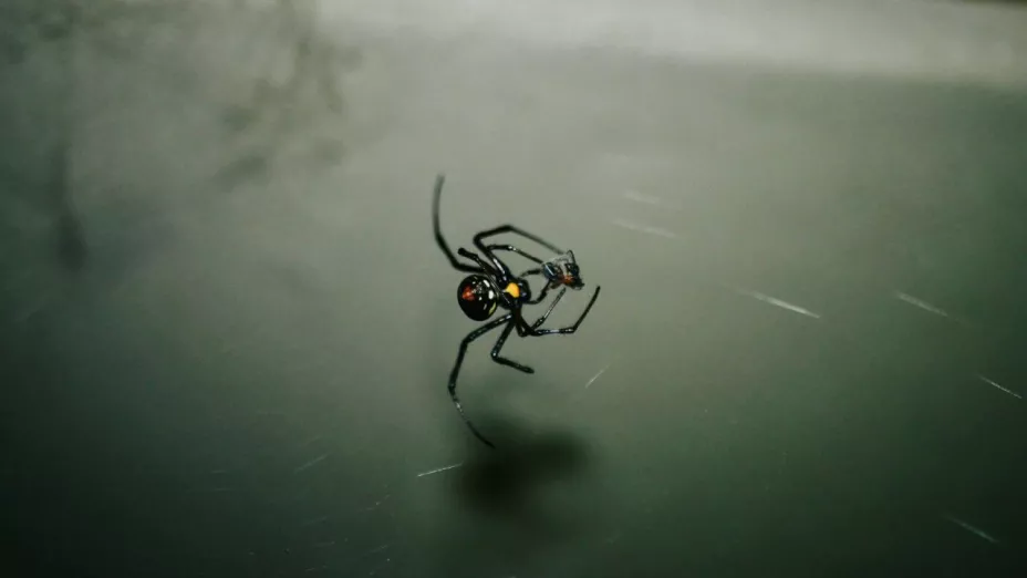 Mordeduras de araña en México: estados con más casos en 2025