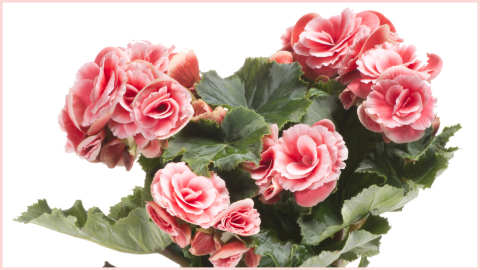 Las begonias