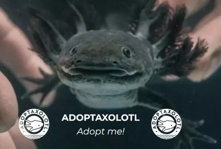 Cómo adoptar un ajolote para preservar la especie, según la UNAM