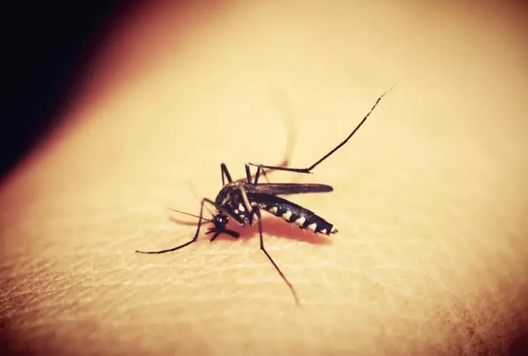 Dengue Aguascalientes se encuentra en riesgo por el tipo 3 tras alerta en Jalisco