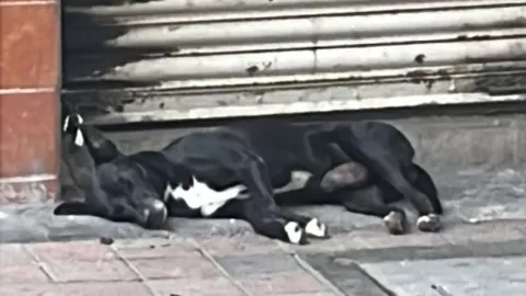 El Negro, perro abandonado tras ataque en el Centro de Culiacán