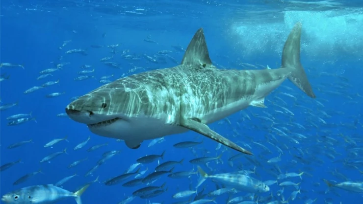 tiburón