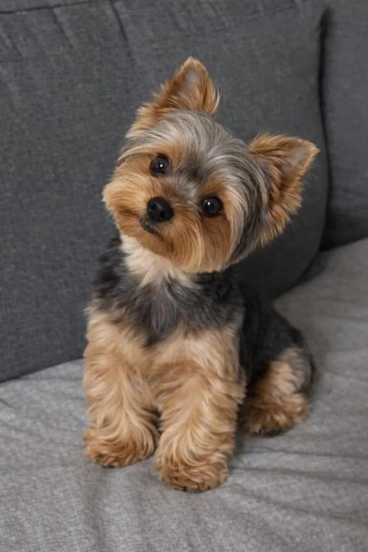 7 razas de perros chiquitos que están peludos y no crecen: pueden vivir bien en departamentos