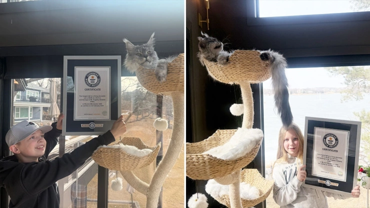 ¿Cuál es el gato con el récord Guinness por la cola más larga?