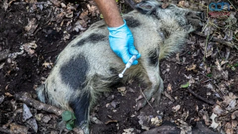 Regresa la peste porcina africana