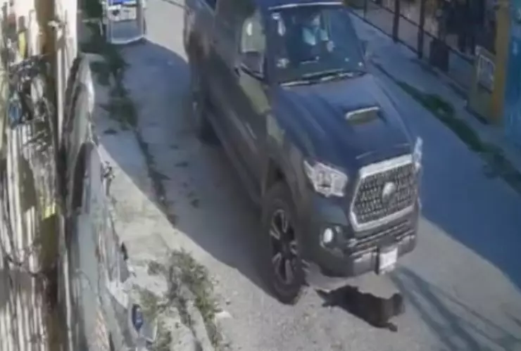 ¡Indignante! Conductor atropella en repetidas ocasiones a una perrita.