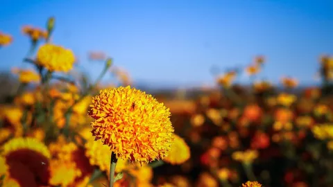Flor de cempasúchil