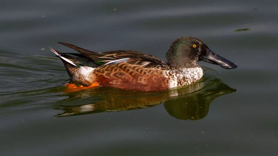 Recibe Ciudad de México a 229 especies de aves migratorias de invierno_sedema.jpg