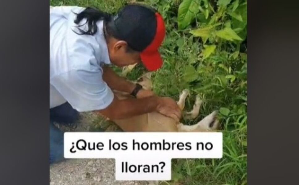 perrita reencuentro tiktok.jpg