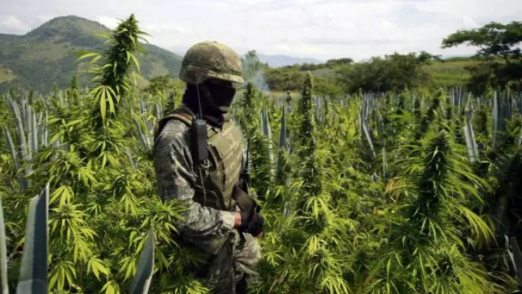 El informe anual de la ONU contra la Droga y el Delito indicó que en el mundo hay 275 millones de consumidores de drogas.