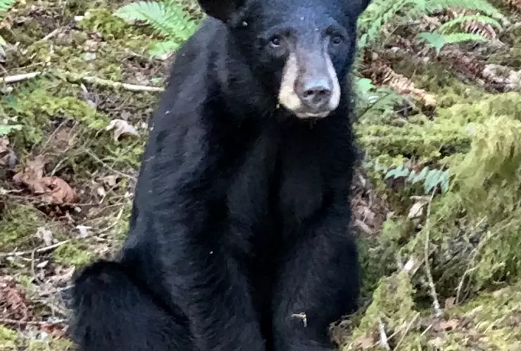 Sacrifican a oso por ser demasiado cariñoso con el humano