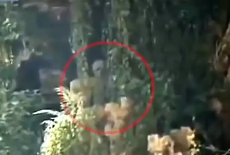 extraterrestre video selva amazónica brasil