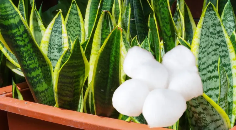 ¿Tienes una lengua de suegra? Por qué recomiendan poner algodón en la tierra de esta planta y para qué sirve