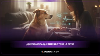 VIRAL: El verdadero significado cuando tu perro levanta la pata sin que se lo pidas