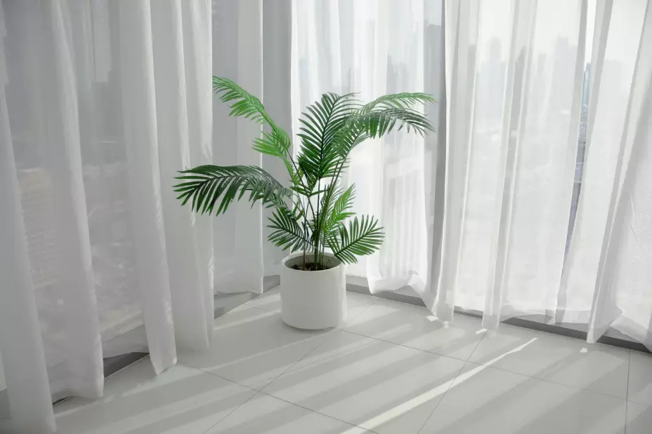 3 plantas que absorben el calor del hogar.jpg