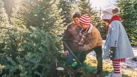 Este Bosque de los &Aacute;rboles de Navidad es el destino ideal para disfrutar diciembre