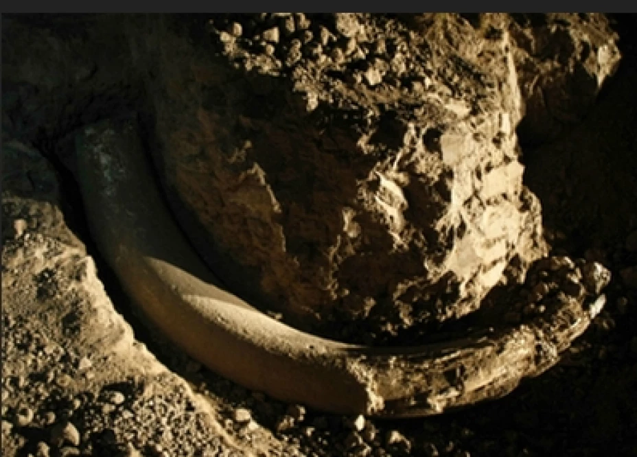 Encuentran huesos de mamut en Durango