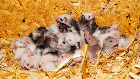 ¿Con canela_ Truco para eliminar ratones y pececillos de plata