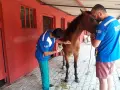 HAYTAP recoge a animales heridos por los incendios en Turquía