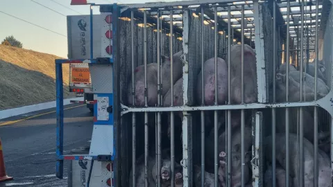 Circuito Exterior Mexiquense