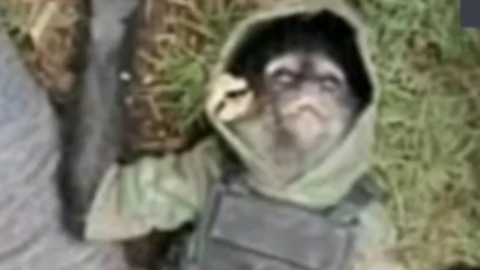 Texcaltitl&aacute;n mono ara&ntilde;a mascota