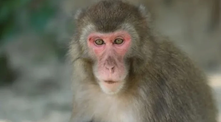 Yakei hembra alfa macacos.jpg