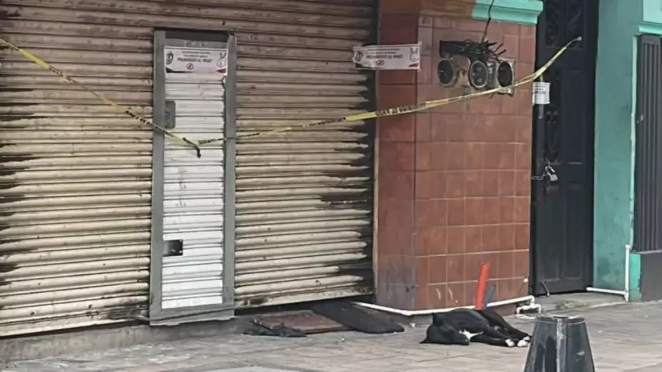 Rescatan al ‘Hachiko’ de Culiacán: Perro esperó días afuera del local donde asesinaron a su dueño. En la imagen se puede ver al ‘Hachiko’ sinaloense afuera del establecimiento donde su dueño murió tras violento ataque armado.