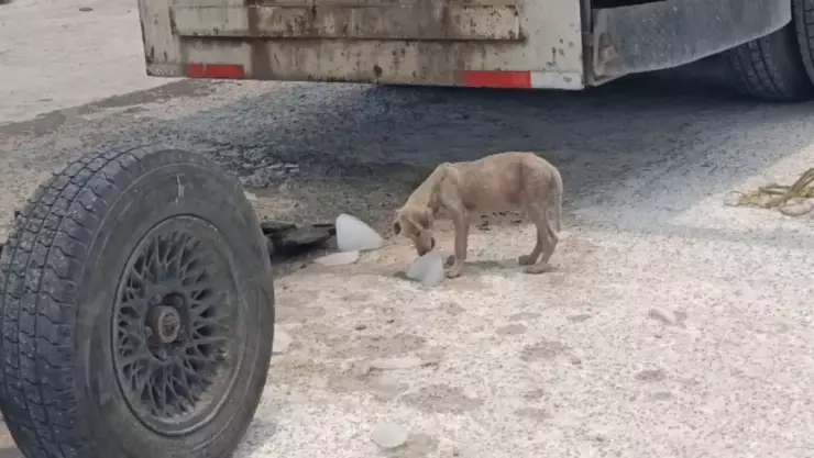 VIDEO_ Perritos callejeros también sufren con la ola de calor en Yucatán