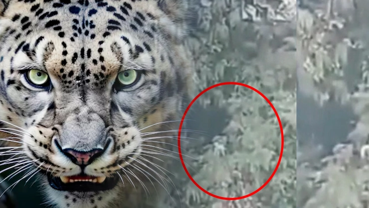 ¿ES REAL? Captan al misterioso jaguar blanco en el Cañón del Sumidero ¡La leyenda Maya cobra vida!