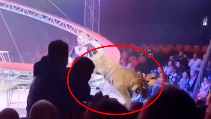 Tigre escapa de circo