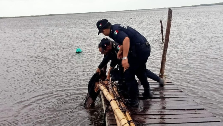 rescatan a lomito amarrado a muelle en yucatán.png