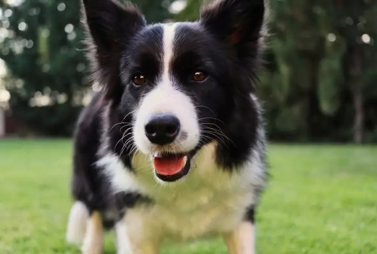 Rapar a tu perro en calor.jpg