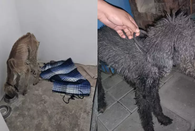 Rescatan a dos perros de maltrato animal en Providencia