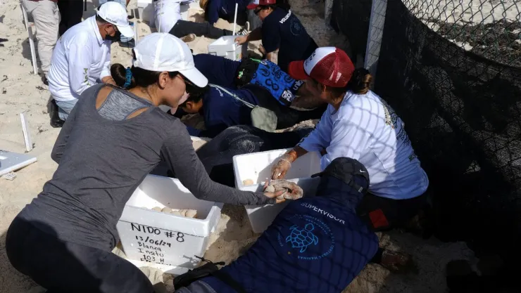 ¡Al rescate! Protegen cien mil huevos de tortuga por amenaza del huracán “Beryl” en Quintana Roo