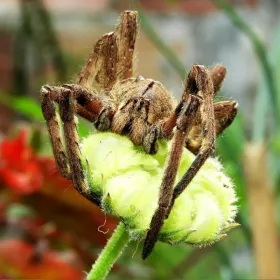 /estilo-de-vida/que-recomiendan-expertos-encuentras-arana-gigante-jardin