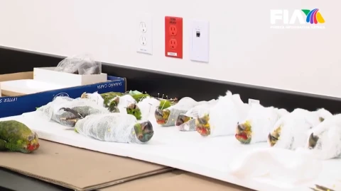 El tráfico de loros en México está poniendo a estas aves en peligro de extinción