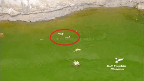 Encuentran nadando a dos patitos en el socavón de Puebla
