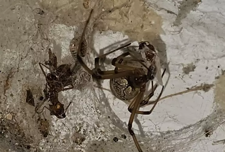 Araña venenosa gigante sorprende a una mujer en Nuevo León